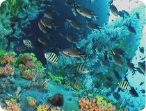 It's not all oil and gas, our high quality cameras have recorded stunning marine life as well!